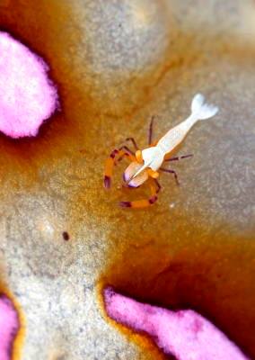 �����@���b�h���b�N